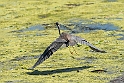 Tricolored Heron_MEX6489